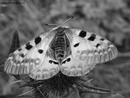 farfalla in grigio