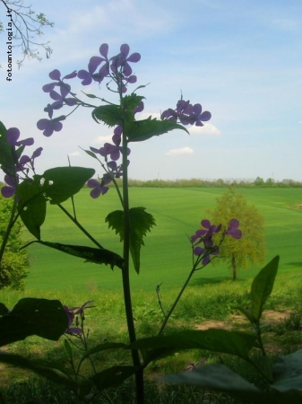 primo piano e orizzonte