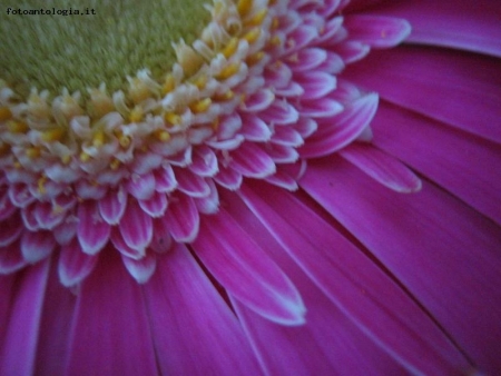 Gerbera