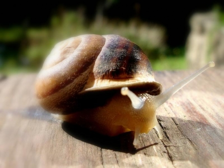 Lumaca