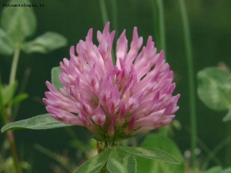 Fioritura nell'erba