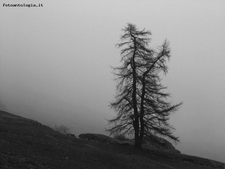 solo, nella nebbia