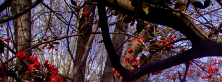 Bosco in fiore