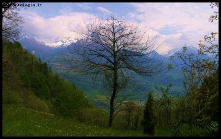 ma � gi� primavera?