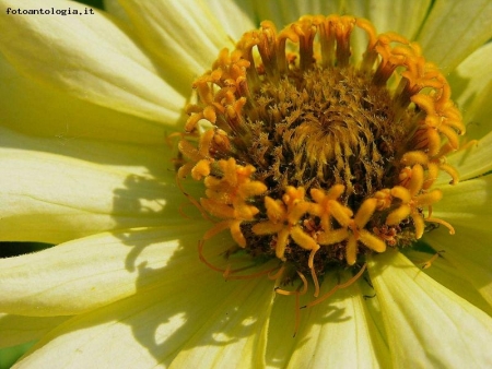 gerbera