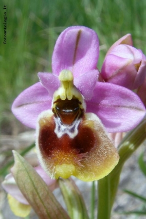 Ophrys tenthredinifera