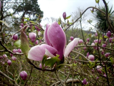 fiori selvaggi