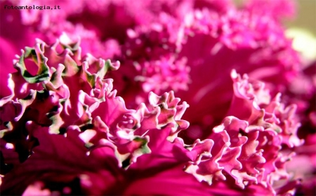 rosa