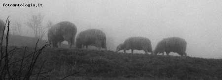 pascolando nella nebbia