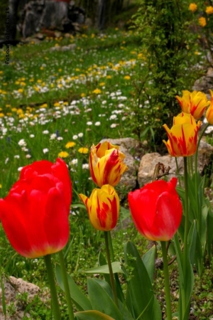 colori!