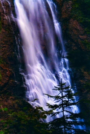 l'albero e la cascata