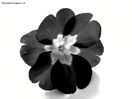 the black flower
