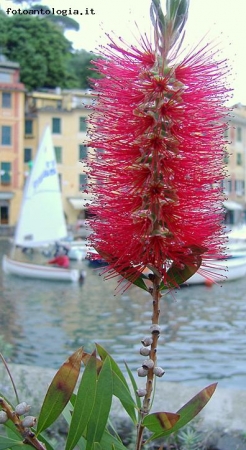 Callistemon