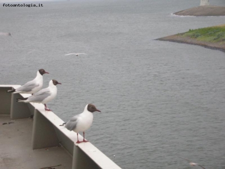 Gabbiani di Texel