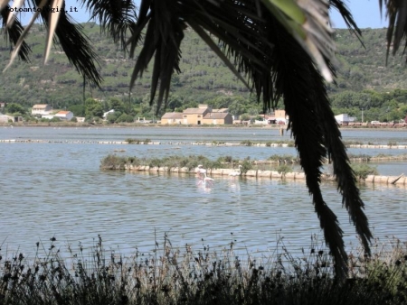 Lago con fenicotteri