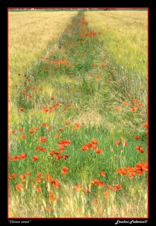 Flower Street