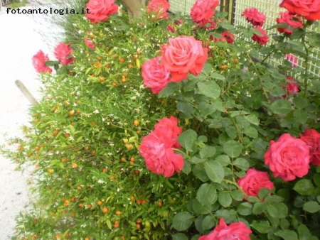 rose