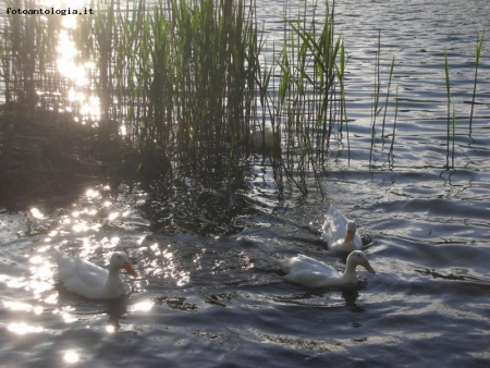 vita nel lago lucente