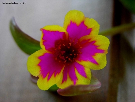 petali in fiamme