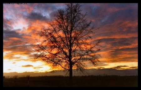 tramonto di un albero