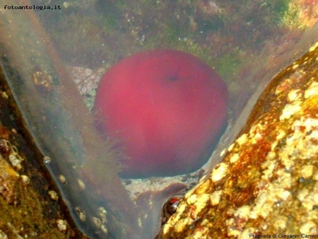 pOMODORO DI MARE