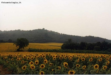 girasoli nella nebbia...