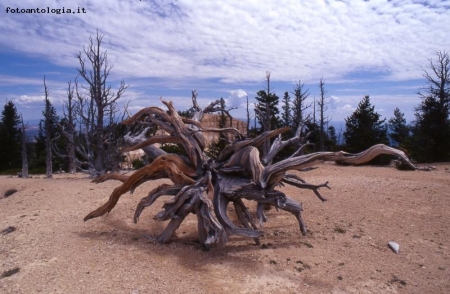 radici...Brice National Park, Utah