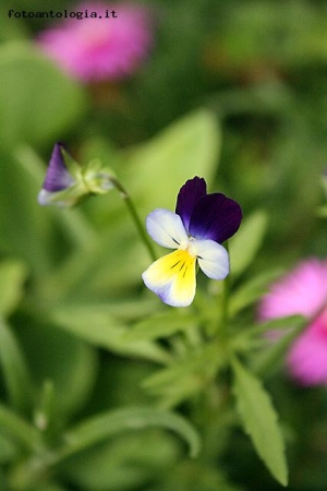 Minuscoli colori di primavera