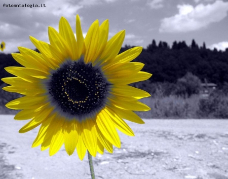 ..girasole...