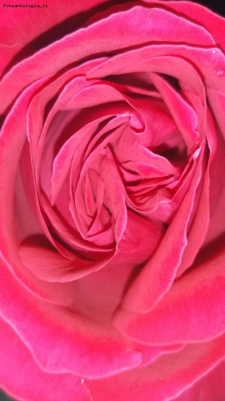 Rosso passione