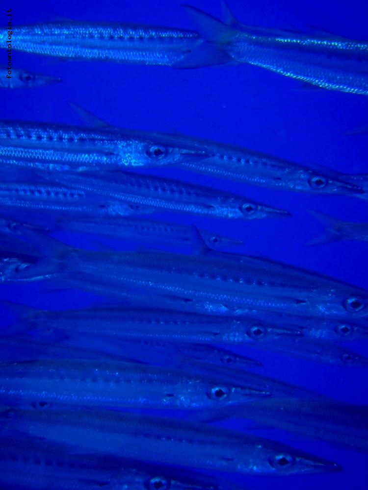 Barracuda