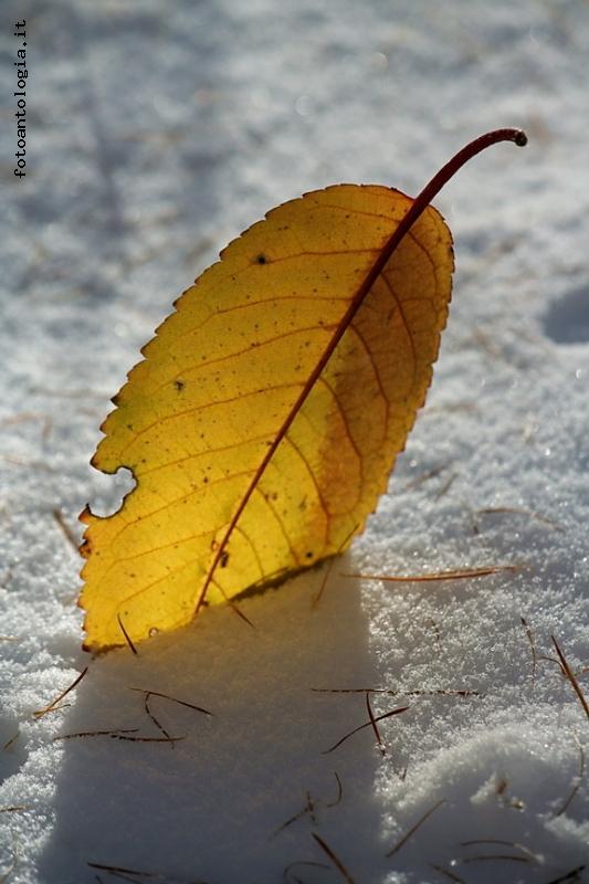 l'inverno che si mangia l'autunno