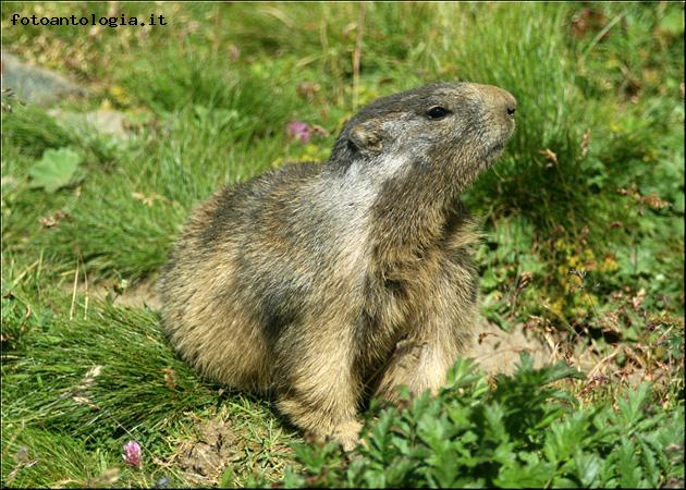 Marmotta