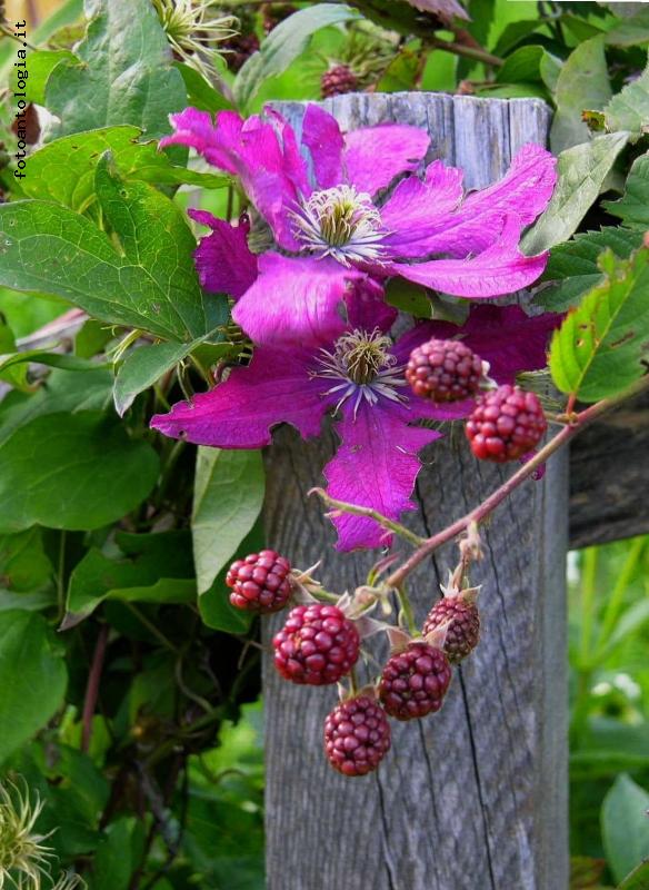 fiori&frutti