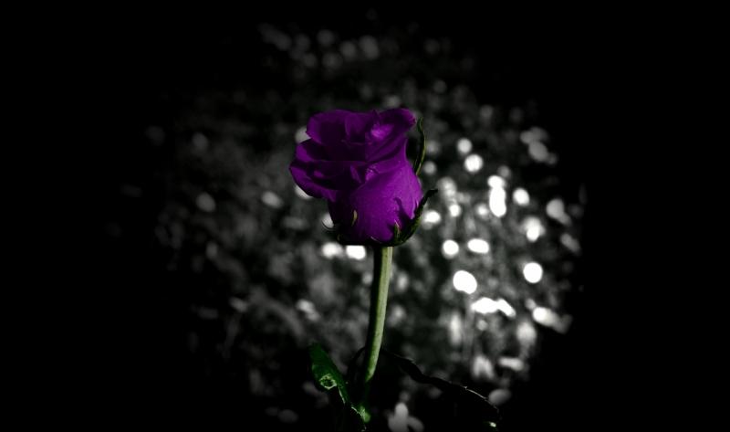 Purple rose