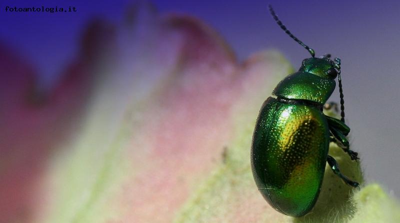 ...MACRO 1....