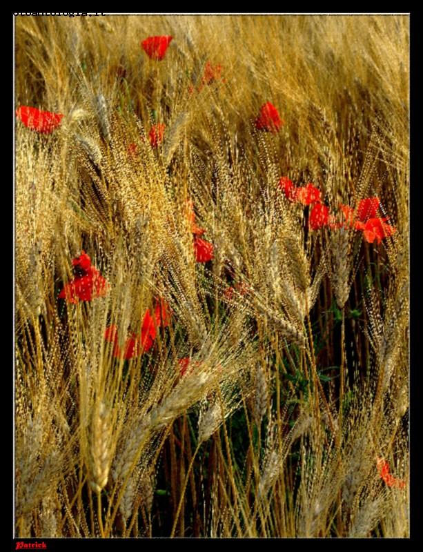 Fiori d'artificio