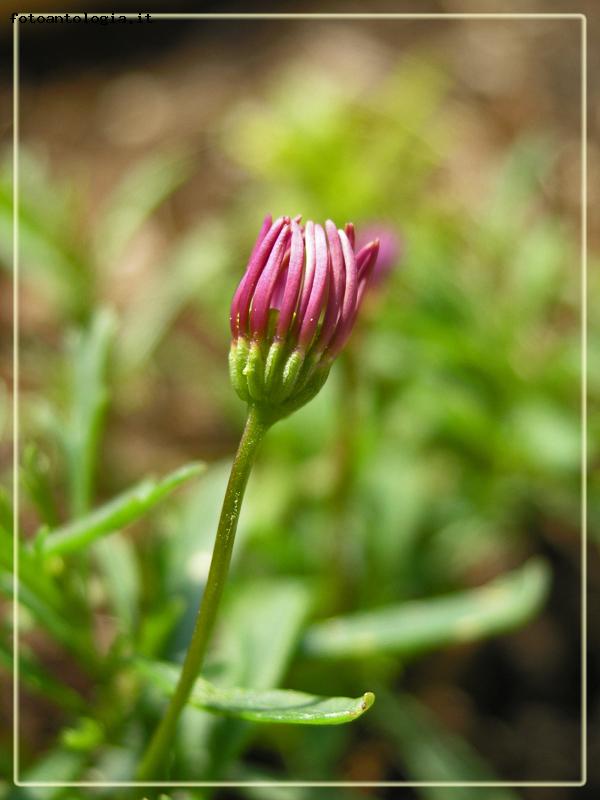 sopravvissuto all'inverno