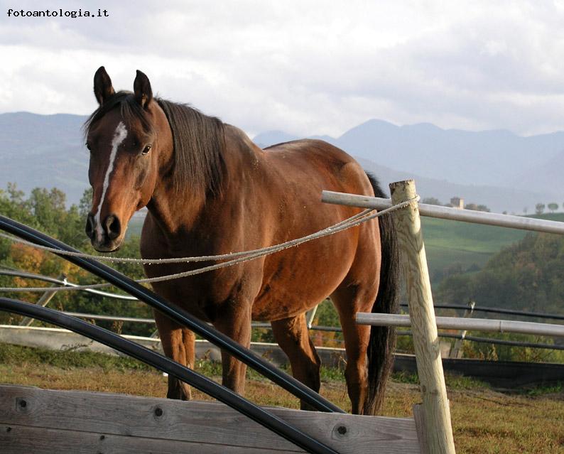 Cavallo goloso