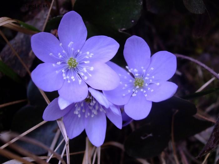 Violette