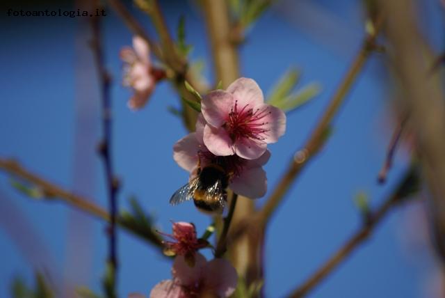 un intruso nel mio fiore di pesco