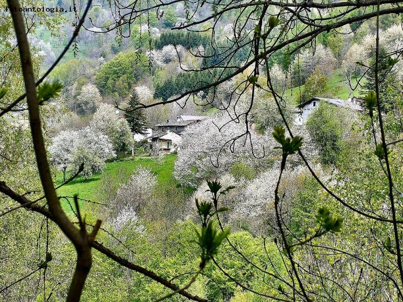 tra i rami spogli ... i ciliegi