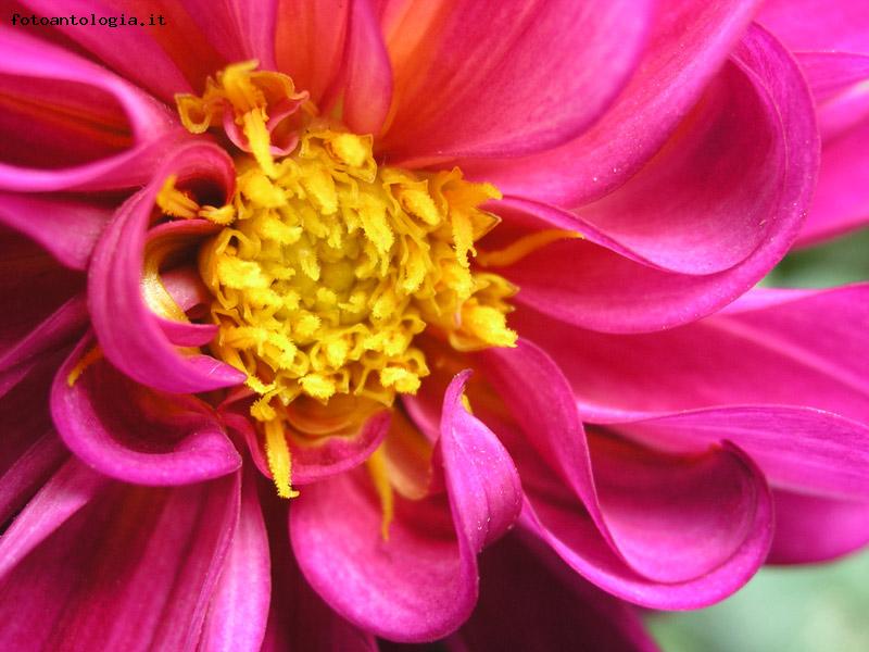 dahlia fucsia