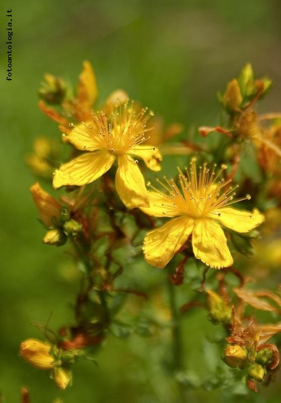 Macro