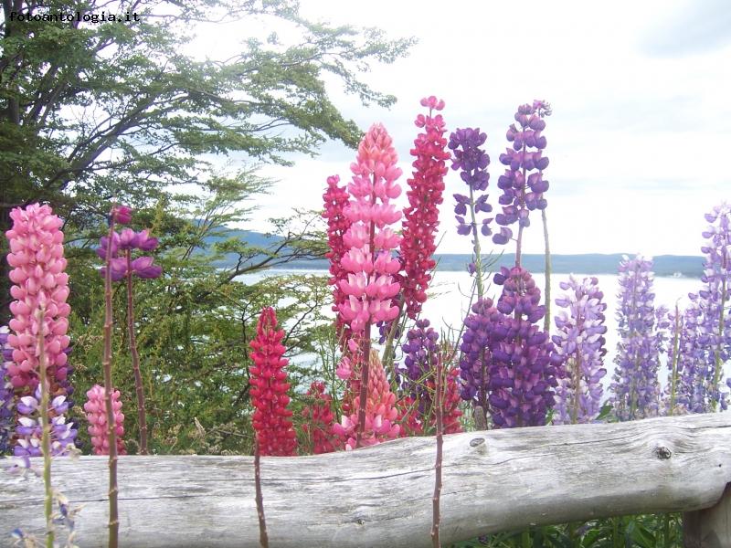 Patagonia lupini