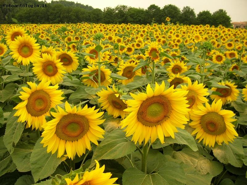 Girasoli