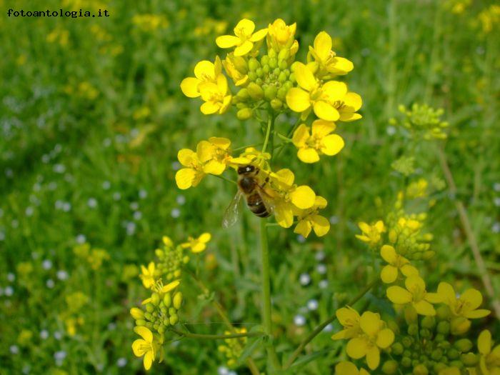 A passeggio tra i fiori gialli