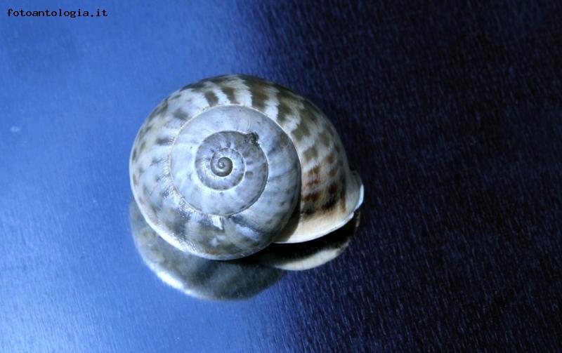 chiocciola 1