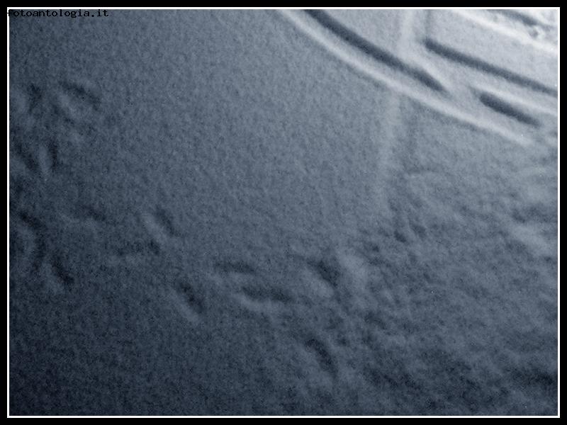 orme nella neve