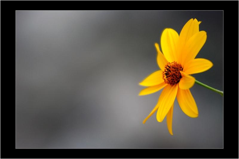 Il fiore stanco della neve